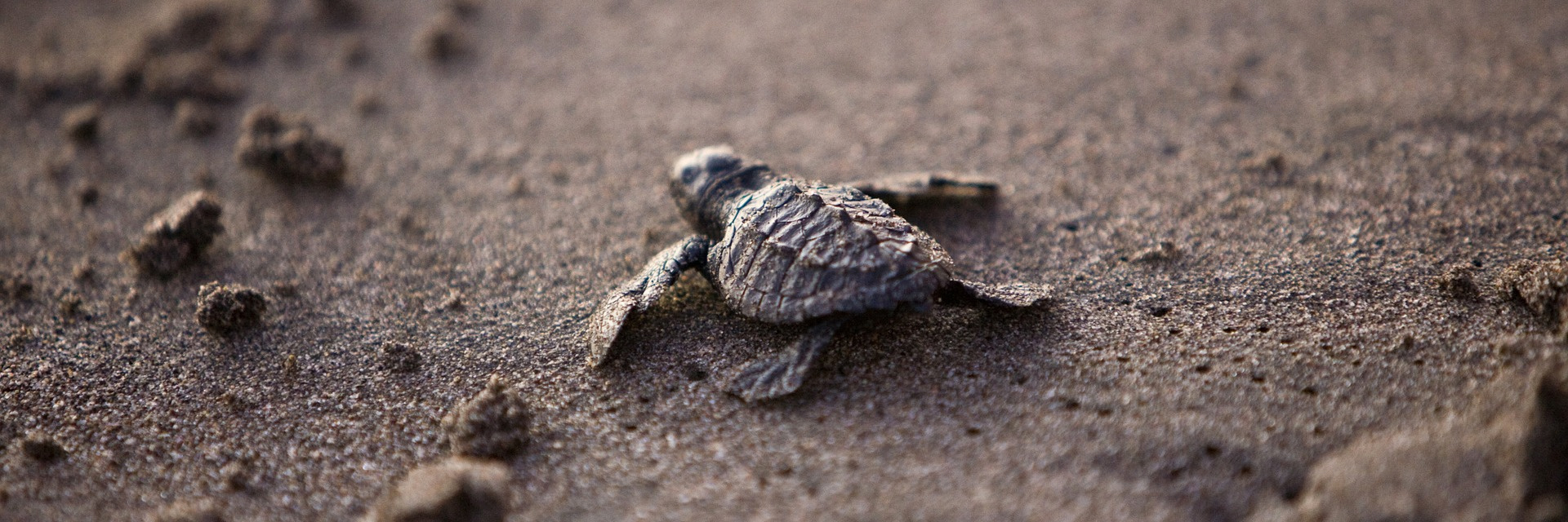Sea turtle