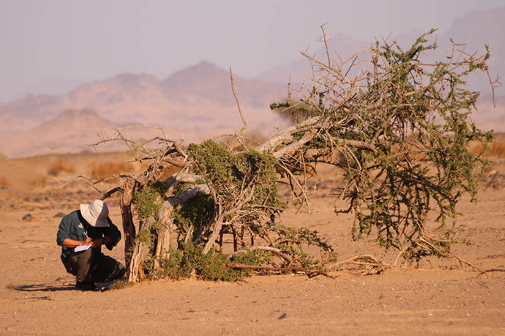 Saudi-Arabian-Desert-Ecology