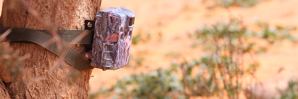 Advance Bat Detection System
