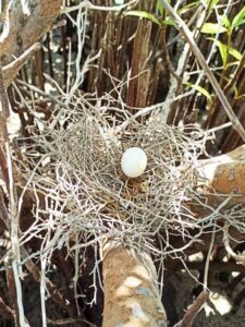 Collard dove egg