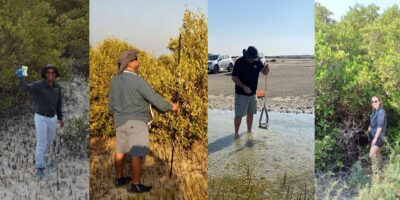 Coastal ecosystems of mangrove