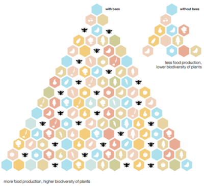 Biodiversity Plants