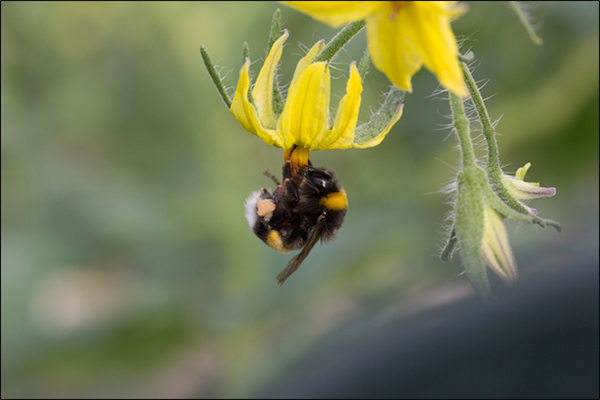 Bees! Diversity, Evolution, Conservation — Museum of the Earth