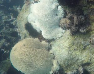 Bleached and live brain corals 