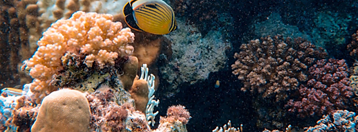Coral and Fish
