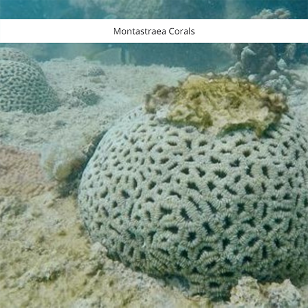 Environmental Impacts of Dredging on Coral Reefs | WKC Group