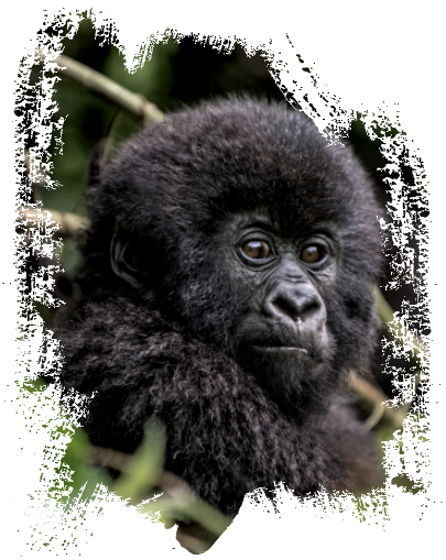 DRC | WKC Group