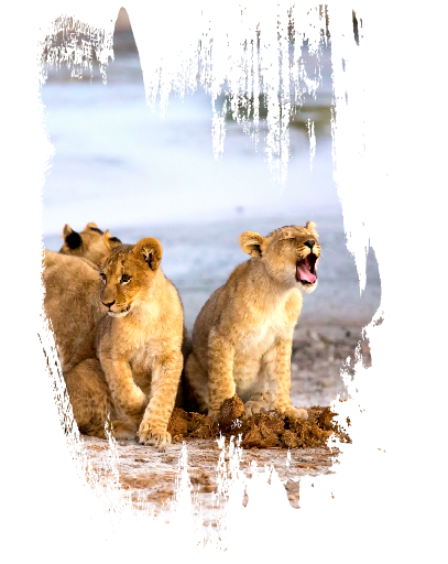 Mozambique Noise Consultant | WKC Group