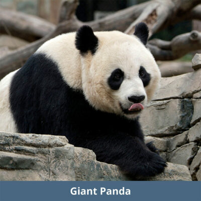 Giant Panda | WKC Group