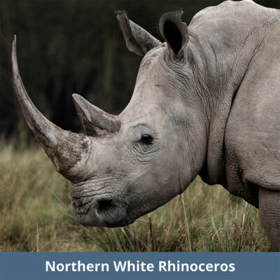 Northern White Rhinoceros | WKC Group