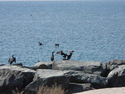 Socotra Cormorant Survey | WKC Group