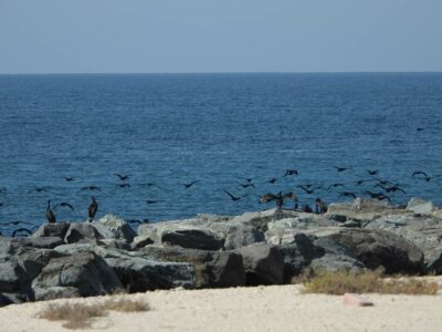 Socotra Cormorant Survey | WKC Group