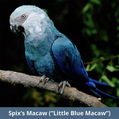 Spix Macaw | WKC Group