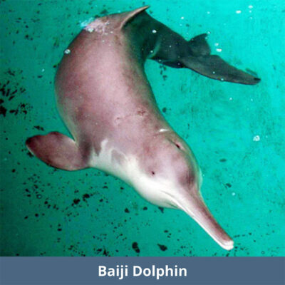 Baiji Dolphin | WKC Group