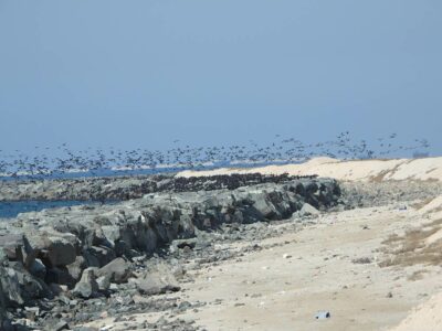 Socotra Cormorant Survey | WKC Group