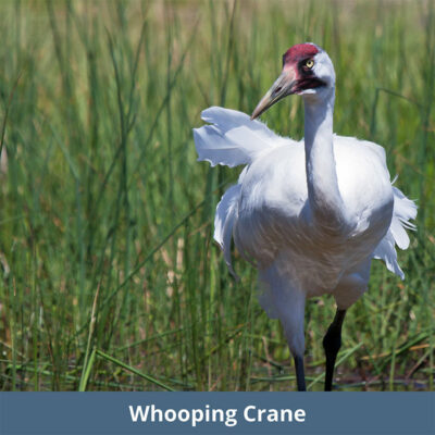 Whooping Crane | WKC Group