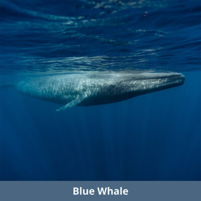 Blue Whale | WKC Group