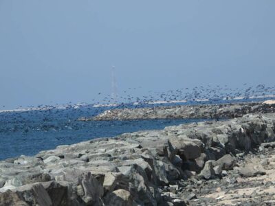 Socotra Cormorant Survey | WKC Group