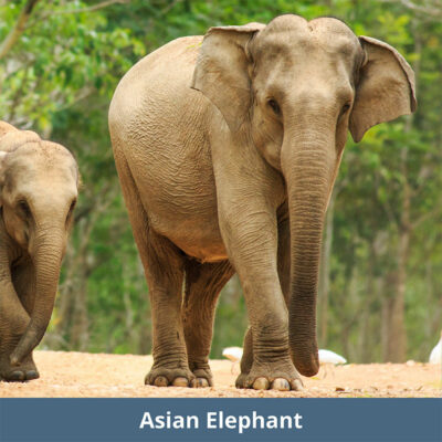 Asian Elephant | WKC Group