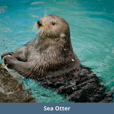 Sea Otter | WKC Group