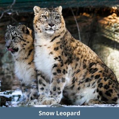 Snow Leopard | WKC Group