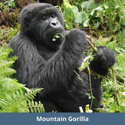 Mountain Gorilla | WKC Group