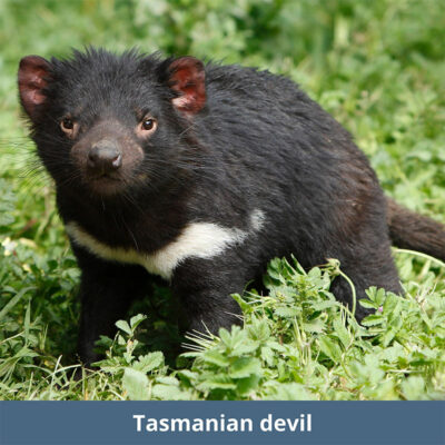 Tasmanian Devil | WKC Group