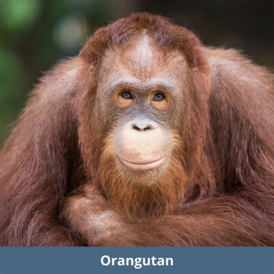 Orangutan | WKC Group