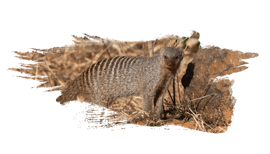 Banded Mongoose | WKC Group