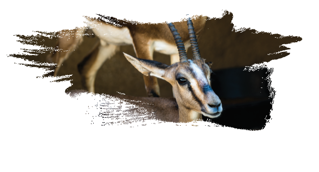 Gazelle | WKC Group