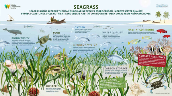 Importance of Seagrass Illustartion