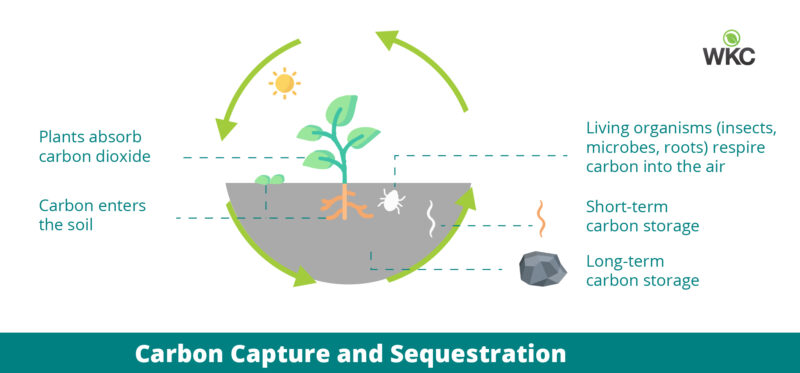 Carbon Capture and Sequestration