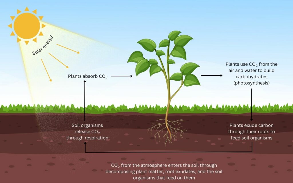 The Process of Photosynthesis