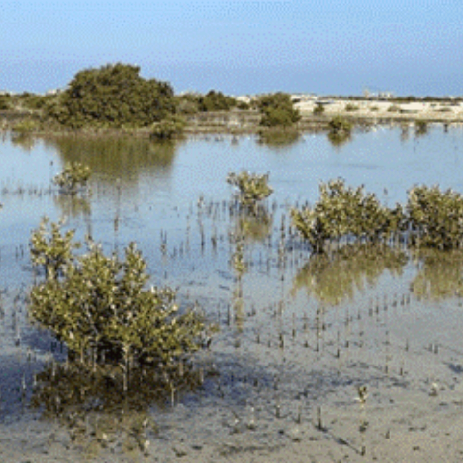 WKC’s mangrove mapping expertise WKC's mangrove mapping expertise