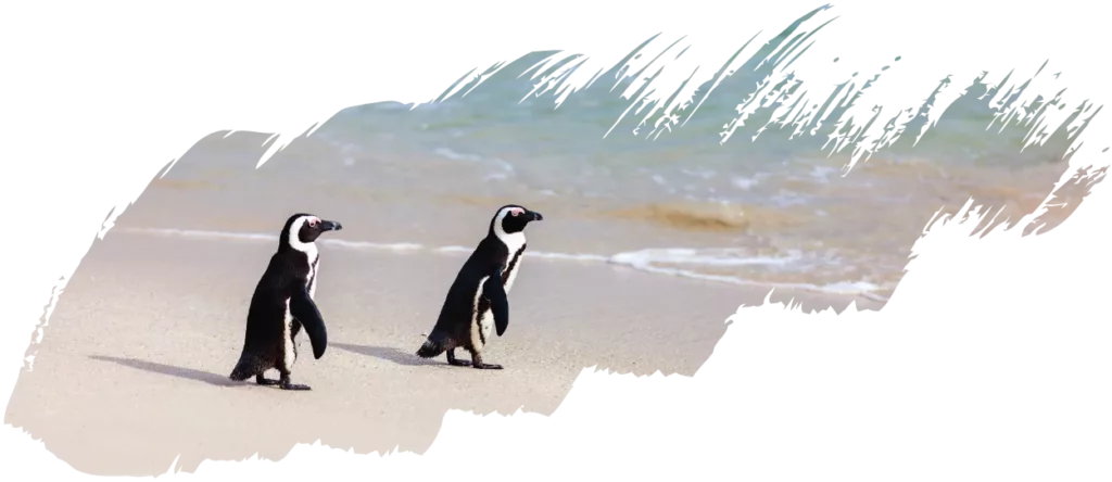 African-Penguins