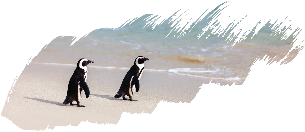 African-Penguins