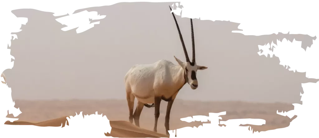 Arabian-Oryx