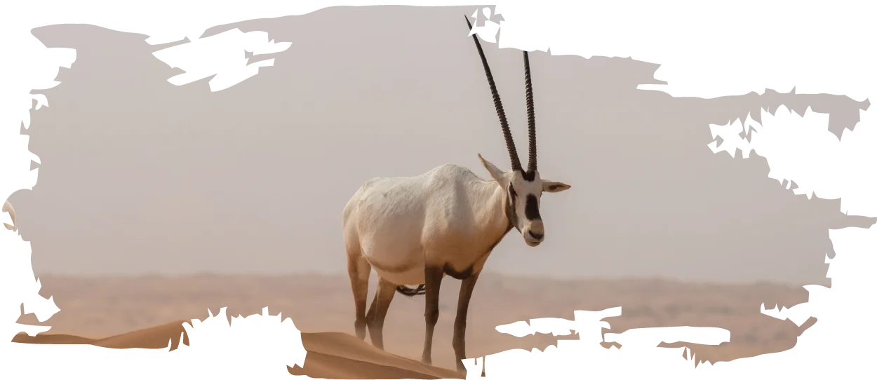 Arabian-Oryx