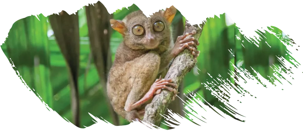 Philippines-Tarsier