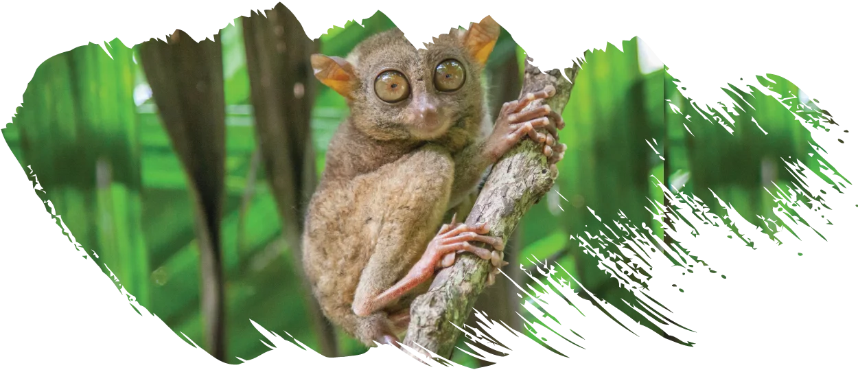 Philippines-Tarsier