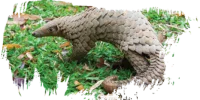 Manis_Javanica