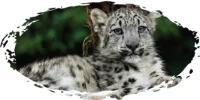 Panthera_Uncia