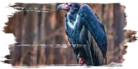 Sarcogyps_Calvus