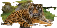 Sumatran_Tiger