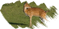 Vietnam_Deer