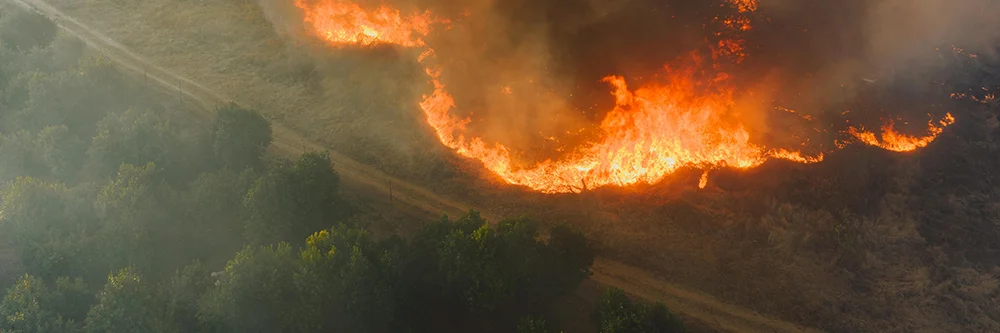 A forest fire blazes, with bright flames contrasting against the dark green trees.